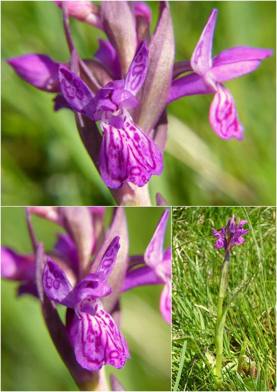 Una giornata a Valparola. Dactylorhiza, Nigritella e grandi montagne!